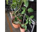 観葉植物の詳細ページを開く