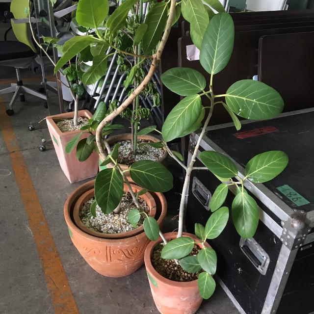 観葉植物