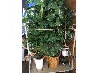 観葉植物の詳細ページを開く