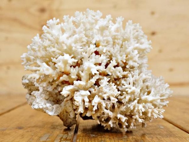 天然珊瑚の置物-
