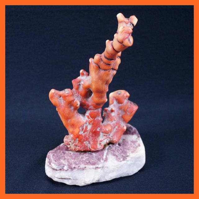 美術珊瑚 山珊瑚 さんご 高さ約22.0cm 拝見 鑑賞美術 置物 オブジェ 台座付き インテ