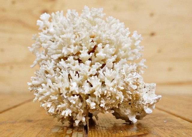 サンゴ 天然珊瑚 原木 置物 約15cm/高 飾り  アンティーク
