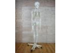 人体骨格模型の詳細ページを開く