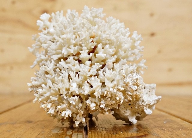 サンゴ 天然珊瑚 原木 置物 約/高 飾り アンティーク  その他