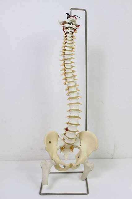 人体模型・骨格模型』 背骨 整体 カイロプラクティック 脊髄 神経 骨盤