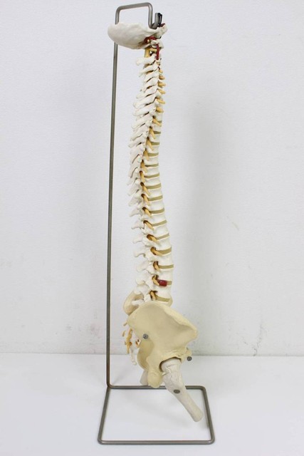 人体模型・骨格模型』 背骨 整体 カイロプラクティック 脊髄 神経 骨盤 