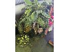 観葉植物の詳細ページを開く