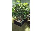 観葉植物の詳細ページを開く