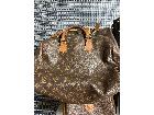 LOUIS VUITTON キーポールの詳細ページを開く