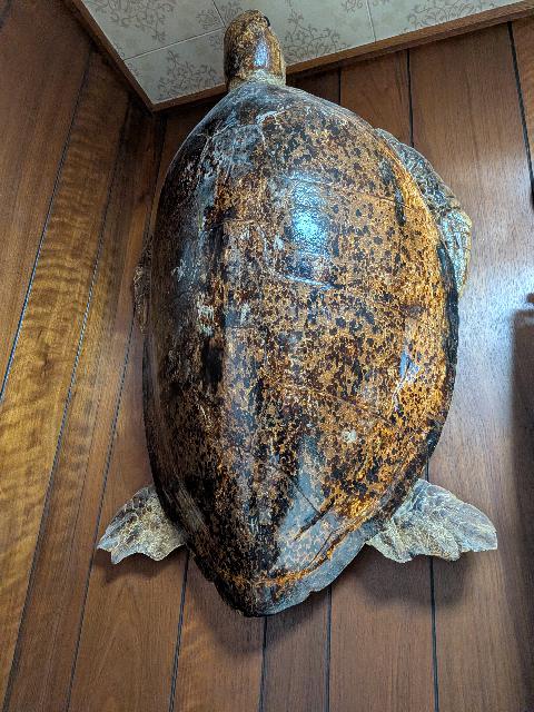 亀 剥製 （ まとめて片付け 不要品）の買取価格 （ID:787601）｜おいくら