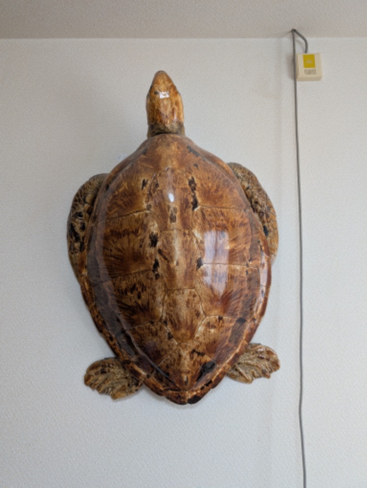 ウミガメ剥製
